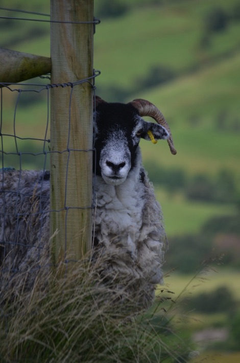 Sheep peeking out from behind a fence